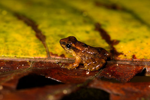 Frog sp1, La Isla Escondida, Colombia Tiny brown to orange frog found by day in La Isla Escondida, Colombia. I'll be giving numbers to the frog species to help track them, as I will need some expertise to identify them. Closeup:
https://www.jungledragon.com/image/69560/frog_sp1_-_closeup_la_isla_escondida_colombia.html Colombia,Colombia 2018,Colombia South,La Isla Escondida,Putumayo,South America,World