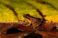 Frog sp1, La Isla Escondida, Colombia Tiny brown to orange frog found by day in La Isla Escondida, Colombia. I'll be giving numbers to the frog species to help track them, as I will need some expertise to identify them. Closeup:<br />
https://www.jungledragon.com/image/69560/frog_sp1_-_closeup_la_isla_escondida_colombia.html Colombia,Colombia 2018,Colombia South,La Isla Escondida,Putumayo,South America,World