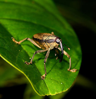 Large black-banded Snout Weevil, La Isla Escondida, Colombia Cholus sp. based on this reference:
https://www.flickr.com/photos/andreaskay/30966903681/in/album-72157672483717566/

https://www.jungledragon.com/image/69563/large_black-banded_snout_weevil_-_top_view_la_isla_escondida_colombia.html Colombia,Colombia 2018,Colombia South,La Isla Escondida,Putumayo,South America,World