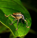 Large black-banded Snout Weevil, La Isla Escondida, Colombia Cholus sp. based on this reference:<br />
https://www.flickr.com/photos/andreaskay/30966903681/in/album-72157672483717566/<br />
<br />
https://www.jungledragon.com/image/69563/large_black-banded_snout_weevil_-_top_view_la_isla_escondida_colombia.html Colombia,Colombia 2018,Colombia South,La Isla Escondida,Putumayo,South America,World
