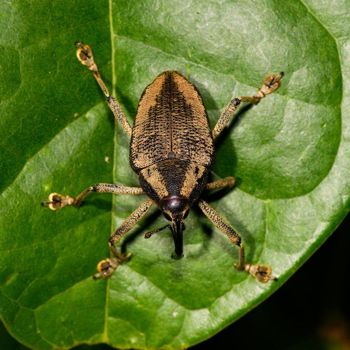 Large black-banded Snout Weevil - top view, La Isla Escondida, Colombia Cholus sp. based on this reference:<br />
<a href="https://www.flickr.com/photos/andreaskay/30966903681/in/album-72157672483717566/" rel="nofollow">https://www.flickr.com/photos/andreaskay/30966903681/in/album-72157672483717566/</a><br />
<br />
<figure class="photo"><a href="https://www.jungledragon.com/image/69562/large_black-banded_snout_weevil_la_isla_escondida_colombia.html" title="Large black-banded Snout Weevil, La Isla Escondida, Colombia"><img src="https://s3.amazonaws.com/media.jungledragon.com/images/2/69562_thumb.jpg?AWSAccessKeyId=05GMT0V3GWVNE7GGM1R2&Expires=1759968010&Signature=YfKjbiJ1gs7NeF2VFfIlrPBc%2BMs%3D" width="148" height="152" alt="Large black-banded Snout Weevil, La Isla Escondida, Colombia Cholus sp. based on this reference:<br />
https://www.flickr.com/photos/andreaskay/30966903681/in/album-72157672483717566/<br />
<br />
https://www.jungledragon.com/image/69563/large_black-banded_snout_weevil_-_top_view_la_isla_escondida_colombia.html Colombia,Colombia 2018,Colombia South,La Isla Escondida,Putumayo,South America,World" /></a></figure> Colombia,Colombia 2018,Colombia South,La Isla Escondida,Putumayo,South America,World