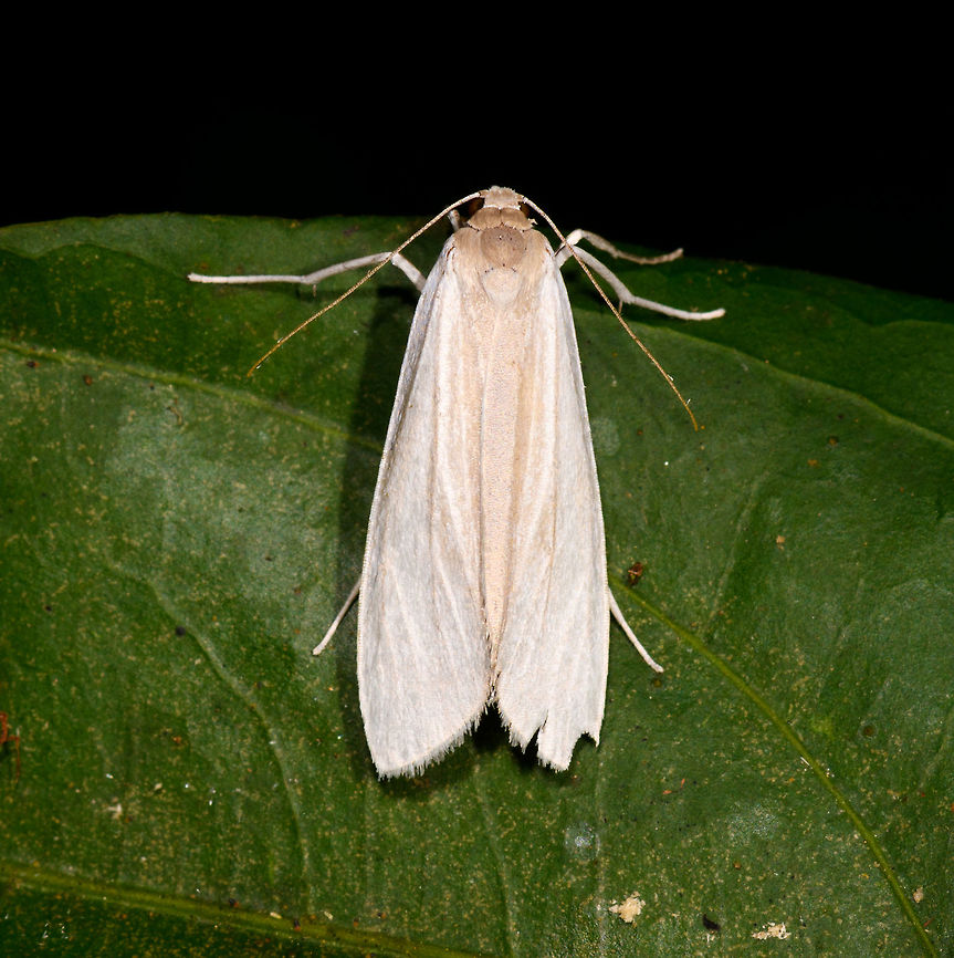 All-white moth on leaf, La Isla Escondida, Colombia  Colombia,Colombia 2018,Colombia South,La Isla Escondida,Putumayo,South America,World
