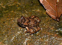 Frog sp2 - top view, La Isla Escondida, Colombia Small frog with an all-white belly and complicated back and head patterns showing brown to orange bands and speckles. I'm naming unidentified amphibians to try and identify them later with the help of an expert.<br />
https://www.jungledragon.com/image/69566/frog_sp2_-_side_view_la_isla_escondida_colombia.html Colombia,Colombia 2018,Colombia South,La Isla Escondida,Putumayo,South America,World