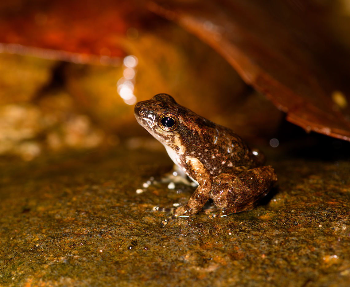 Frog sp2 - side view, La Isla Escondida, Colombia Small frog with an all-white belly and complicated back and head patterns showing brown to orange bands and speckles. I&#039;m naming unidentified amphibians to try and identify them later with the help of an expert.<br />
<figure class="photo"><a href="https://www.jungledragon.com/image/69565/frog_sp2_-_top_view_la_isla_escondida_colombia.html" title="Frog sp2 - top view, La Isla Escondida, Colombia"><img src="https://s3.amazonaws.com/media.jungledragon.com/images/2/69565_thumb.jpg?AWSAccessKeyId=05GMT0V3GWVNE7GGM1R2&Expires=1759968010&Signature=M6ZtDdr4R2DCSS1e0LRCAIcX5gY%3D" width="200" height="146" alt="Frog sp2 - top view, La Isla Escondida, Colombia Small frog with an all-white belly and complicated back and head patterns showing brown to orange bands and speckles. I&#039;m naming unidentified amphibians to try and identify them later with the help of an expert.<br />
https://www.jungledragon.com/image/69566/frog_sp2_-_side_view_la_isla_escondida_colombia.html Colombia,Colombia 2018,Colombia South,La Isla Escondida,Putumayo,South America,World" /></a></figure> Colombia,Colombia 2018,Colombia South,La Isla Escondida,Putumayo,South America,World