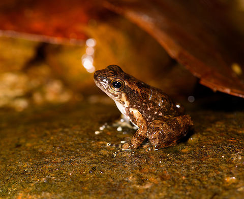Frog sp2 - side view, La Isla Escondida, Colombia Small frog with an all-white belly and complicated back and head patterns showing brown to orange bands and speckles. I'm naming unidentified amphibians to try and identify them later with the help of an expert.
https://www.jungledragon.com/image/69565/frog_sp2_-_top_view_la_isla_escondida_colombia.html Colombia,Colombia 2018,Colombia South,La Isla Escondida,Putumayo,South America,World