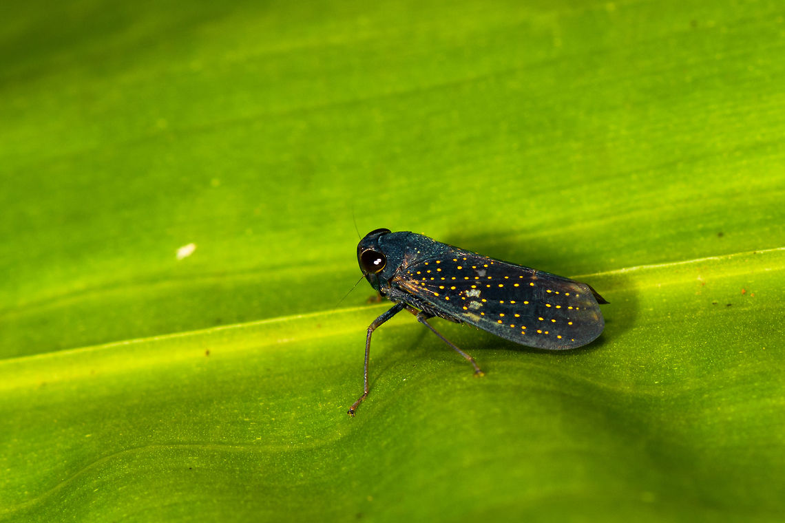 Starry leafhopper, La Isla Escondida, Colombia A small black leafhopper with a pattern of yellow dots on the wings. Haven't found anything looking close to this yet. Colombia,Colombia 2018,Colombia South,La Isla Escondida,Putumayo,South America,World