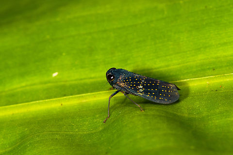 Starry leafhopper, La Isla Escondida, Colombia A small black leafhopper with a pattern of yellow dots on the wings. Haven't found anything looking close to this yet. Colombia,Colombia 2018,Colombia South,La Isla Escondida,Putumayo,South America,World