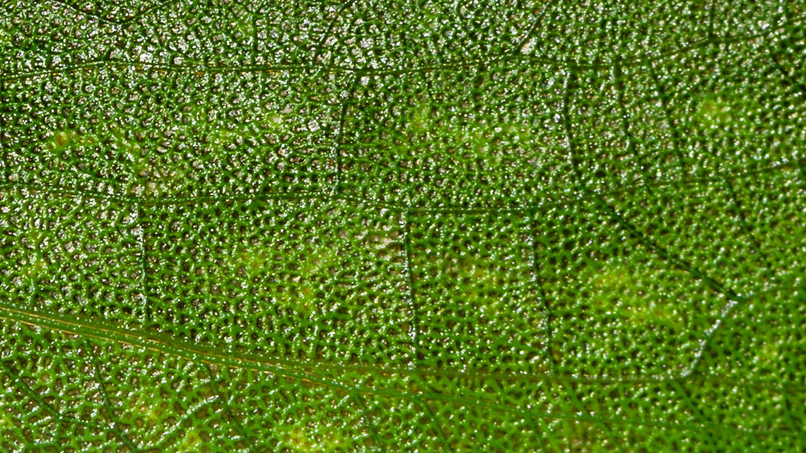 Large green katydid - wing view, La Isla Escondida, Colombia Just for fun, a crop of the wing of this katydid:<br />
<figure class="photo"><a href="https://www.jungledragon.com/image/69584/large_green_katydid_la_isla_escondida_colombia.html" title="Large green katydid, La Isla Escondida, Colombia"><img src="https://s3.amazonaws.com/media.jungledragon.com/images/2/69584_thumb.jpg?AWSAccessKeyId=05GMT0V3GWVNE7GGM1R2&Expires=1770854410&Signature=o%2BQP5%2Fs0XQ1rrmX8yjEyZJUkpRA%3D" width="200" height="124" alt="Large green katydid, La Isla Escondida, Colombia This one looks about as neutral as they come, so not planning to put a lot of effort into ID-ing it. <br />
https://www.jungledragon.com/image/69585/large_green_katydid_-_top_view_la_isla_escondida_colombia.html<br />
https://www.jungledragon.com/image/69583/large_green_katydid_-_wing_view_la_isla_escondida_colombia.html Colombia,Colombia 2018,Colombia South,La Isla Escondida,Putumayo,South America,World" /></a></figure> Colombia,Colombia 2018,Colombia South,La Isla Escondida,Putumayo,South America,World