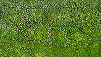 Large green katydid - wing view, La Isla Escondida, Colombia Just for fun, a crop of the wing of this katydid:<br />
https://www.jungledragon.com/image/69584/large_green_katydid_la_isla_escondida_colombia.html Colombia,Colombia 2018,Colombia South,La Isla Escondida,Putumayo,South America,World