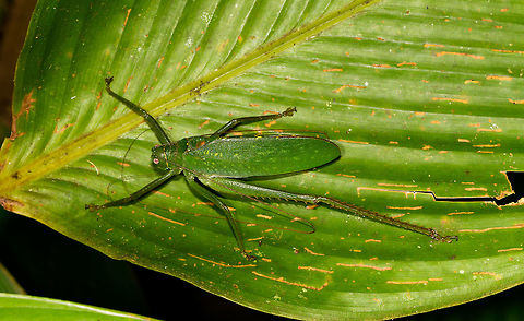 Large green katydid, La Isla Escondida, Colombia This one looks about as neutral as they come, so not planning to put a lot of effort into ID-ing it. 
https://www.jungledragon.com/image/69585/large_green_katydid_-_top_view_la_isla_escondida_colombia.html
https://www.jungledragon.com/image/69583/large_green_katydid_-_wing_view_la_isla_escondida_colombia.html Colombia,Colombia 2018,Colombia South,La Isla Escondida,Putumayo,South America,World