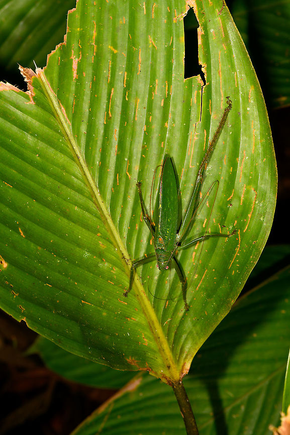 Large green katydid - top view, La Isla Escondida, Colombia This one looks about as neutral as they come, so not planning to put a lot of effort into ID-ing it. <br />
<figure class="photo"><a href="https://www.jungledragon.com/image/69584/large_green_katydid_la_isla_escondida_colombia.html" title="Large green katydid, La Isla Escondida, Colombia"><img src="https://s3.amazonaws.com/media.jungledragon.com/images/2/69584_thumb.jpg?AWSAccessKeyId=05GMT0V3GWVNE7GGM1R2&Expires=1770854410&Signature=o%2BQP5%2Fs0XQ1rrmX8yjEyZJUkpRA%3D" width="200" height="124" alt="Large green katydid, La Isla Escondida, Colombia This one looks about as neutral as they come, so not planning to put a lot of effort into ID-ing it. <br />
https://www.jungledragon.com/image/69585/large_green_katydid_-_top_view_la_isla_escondida_colombia.html<br />
https://www.jungledragon.com/image/69583/large_green_katydid_-_wing_view_la_isla_escondida_colombia.html Colombia,Colombia 2018,Colombia South,La Isla Escondida,Putumayo,South America,World" /></a></figure><br />
<figure class="photo"><a href="https://www.jungledragon.com/image/69583/large_green_katydid_-_wing_view_la_isla_escondida_colombia.html" title="Large green katydid - wing view, La Isla Escondida, Colombia"><img src="https://s3.amazonaws.com/media.jungledragon.com/images/2/69583_thumb.jpg?AWSAccessKeyId=05GMT0V3GWVNE7GGM1R2&Expires=1770854410&Signature=68iqnCYUVXoU4KNeBK4ITm6fIiE%3D" width="200" height="114" alt="Large green katydid - wing view, La Isla Escondida, Colombia Just for fun, a crop of the wing of this katydid:<br />
https://www.jungledragon.com/image/69584/large_green_katydid_la_isla_escondida_colombia.html Colombia,Colombia 2018,Colombia South,La Isla Escondida,Putumayo,South America,World" /></a></figure> Colombia,Colombia 2018,Colombia South,La Isla Escondida,Putumayo,South America,World