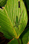 Large green katydid - top view, La Isla Escondida, Colombia This one looks about as neutral as they come, so not planning to put a lot of effort into ID-ing it. <br />
https://www.jungledragon.com/image/69584/large_green_katydid_la_isla_escondida_colombia.html<br />
https://www.jungledragon.com/image/69583/large_green_katydid_-_wing_view_la_isla_escondida_colombia.html Colombia,Colombia 2018,Colombia South,La Isla Escondida,Putumayo,South America,World