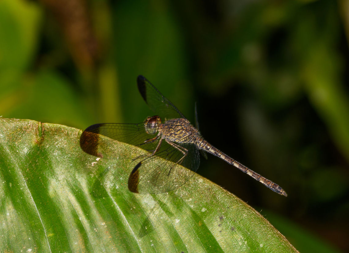 Uracis fastigiata, La Isla Escondida, Colombia Looks to be the same dragonfly as this earlier observation, so hereby adding a side view:<br />
<figure class="photo"><a href="https://www.jungledragon.com/image/69533/dragonfly_la_isla_escondida_colombia.html" title="Dragonfly, La Isla Escondida, Colombia"><img src="https://s3.amazonaws.com/media.jungledragon.com/images/2/69533_thumb.jpg?AWSAccessKeyId=05GMT0V3GWVNE7GGM1R2&Expires=1769040010&Signature=EdYCimNkR3qQNxi9RHPhiLVru8c%3D" width="200" height="176" alt="Dragonfly, La Isla Escondida, Colombia The set I have shared so far of our 2018 Colombia trip was a 2 hour warm-up session on the outskirts of the city of Orito, you can find this subset here:<br />
<br />
https://www.jungledragon.com/tag/50893/orito.html<br />
<br />
On this day after, our real trip would start as we would enter the jungle and stay for 5 nights in La Isla Escondida, so I'll be grouping that location under this tag:<br />
<br />
https://www.jungledragon.com/tag/50999/la_isla_escondida.html<br />
<br />
It's going to be a big subset as close to 50% of photos in our total set come from this one awesome location.<br />
<br />
Back on topic: this first observation is obviously a dragonfly, an interesting pattern is that throughout this year's trip we did not see that many of them, and most that we saw looked pretty dull like this. A strange anomaly to the incredible diversity of other insect orders in Colombia.<br />
<br />
It looks like it may be a difficult one to identify, but will try on FB in some enthusiast groups. Colombia,Colombia 2018,Colombia South,La Isla Escondida,Putumayo,South America,Uracis fastigiata,World" /></a></figure><br />
I could be wrong though, species in this genus as hard to distinguish but in a previous discussion, the location restricts the candidates strongly. Colombia,Colombia 2018,Colombia South,La Isla Escondida,Putumayo,South America,Uracis fastigiata,World