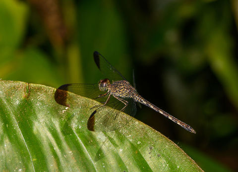 Uracis fastigiata, La Isla Escondida, Colombia Looks to be the same dragonfly as this earlier observation, so hereby adding a side view:
https://www.jungledragon.com/image/69533/dragonfly_la_isla_escondida_colombia.html
I could be wrong though, species in this genus as hard to distinguish but in a previous discussion, the location restricts the candidates strongly. Colombia,Colombia 2018,Colombia South,La Isla Escondida,Putumayo,South America,Uracis fastigiata,World
