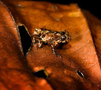 Frog sp3 - left side, La Isla Escondida, Colombia A beautiful small frog found in leaf litter. Appearance is pale with brown-to-red patterns and bands on the thighs. Will put it on my unindentified frogs list for now, for later review.<br />
https://www.jungledragon.com/image/69588/frog_sp3_-_frontal_la_isla_escondida_colombia.html<br />
https://www.jungledragon.com/image/69589/frog_sp3_-_right_side_la_isla_escondida_colombia.html Colombia,Colombia 2018,Colombia South,La Isla Escondida,Putumayo,South America,World