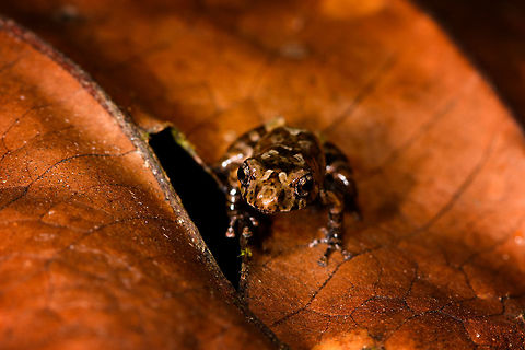 Frog sp3 - frontal , La Isla Escondida, Colombia A beautiful small frog found in leaf litter. Appearance is pale with brown-to-red patterns and bands on the thighs. Will put it on my unindentified frogs list for now, for later review.
https://www.jungledragon.com/image/69587/frog_sp3_-_left_side_la_isla_escondida_colombia.html
https://www.jungledragon.com/image/69589/frog_sp3_-_right_side_la_isla_escondida_colombia.html Colombia,Colombia 2018,Colombia South,La Isla Escondida,Putumayo,South America,World