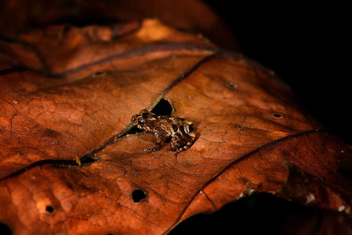 Frog sp3 - right side, La Isla Escondida, Colombia A beautiful small frog found in leaf litter. Appearance is pale with brown-to-red patterns and bands on the thighs. Will put it on my unindentified frogs list for now, for later review.<br />
<figure class="photo"><a href="https://www.jungledragon.com/image/69587/frog_sp3_-_left_side_la_isla_escondida_colombia.html" title="Frog sp3 - left side, La Isla Escondida, Colombia"><img src="https://s3.amazonaws.com/media.jungledragon.com/images/2/69587_thumb.jpg?AWSAccessKeyId=05GMT0V3GWVNE7GGM1R2&Expires=1769040010&Signature=EFBiVlB%2FCEWyXOwostTe4%2FBlDIc%3D" width="200" height="180" alt="Frog sp3 - left side, La Isla Escondida, Colombia A beautiful small frog found in leaf litter. Appearance is pale with brown-to-red patterns and bands on the thighs. Will put it on my unindentified frogs list for now, for later review.<br />
https://www.jungledragon.com/image/69588/frog_sp3_-_frontal_la_isla_escondida_colombia.html<br />
https://www.jungledragon.com/image/69589/frog_sp3_-_right_side_la_isla_escondida_colombia.html Colombia,Colombia 2018,Colombia South,La Isla Escondida,Putumayo,South America,World" /></a></figure><br />
<figure class="photo"><a href="https://www.jungledragon.com/image/69588/frog_sp3_-_frontal_la_isla_escondida_colombia.html" title="Frog sp3 - frontal , La Isla Escondida, Colombia"><img src="https://s3.amazonaws.com/media.jungledragon.com/images/2/69588_thumb.jpg?AWSAccessKeyId=05GMT0V3GWVNE7GGM1R2&Expires=1769040010&Signature=PrPnTBIUnheeV%2F6Z%2Frp058J%2Fd0c%3D" width="200" height="134" alt="Frog sp3 - frontal , La Isla Escondida, Colombia A beautiful small frog found in leaf litter. Appearance is pale with brown-to-red patterns and bands on the thighs. Will put it on my unindentified frogs list for now, for later review.<br />
https://www.jungledragon.com/image/69587/frog_sp3_-_left_side_la_isla_escondida_colombia.html<br />
https://www.jungledragon.com/image/69589/frog_sp3_-_right_side_la_isla_escondida_colombia.html Colombia,Colombia 2018,Colombia South,La Isla Escondida,Putumayo,South America,World" /></a></figure> Colombia,Colombia 2018,Colombia South,La Isla Escondida,Putumayo,South America,World