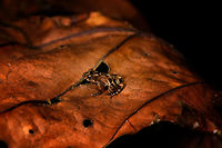 Frog sp3 - right side, La Isla Escondida, Colombia A beautiful small frog found in leaf litter. Appearance is pale with brown-to-red patterns and bands on the thighs. Will put it on my unindentified frogs list for now, for later review.<br />
https://www.jungledragon.com/image/69587/frog_sp3_-_left_side_la_isla_escondida_colombia.html<br />
https://www.jungledragon.com/image/69588/frog_sp3_-_frontal_la_isla_escondida_colombia.html Colombia,Colombia 2018,Colombia South,La Isla Escondida,Putumayo,South America,World