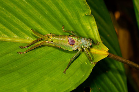 Large green katydid sp2, La Isla Escondida, Colombia Found only 7 minutes after this one:
https://www.jungledragon.com/image/69584/large_green_katydid_la_isla_escondida_colombia.html

But looks like a different species, or perhaps a different sex, not sure. Colombia,Colombia 2018,Colombia South,La Isla Escondida,Putumayo,South America,World
