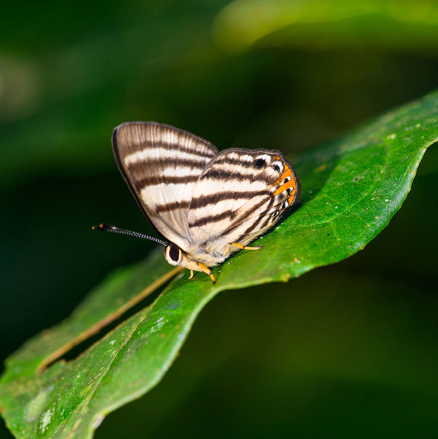 Striped Sombermark, La Isla Escondida, Colombia Edit: species changed, this is the Striped Sombermark based on the striped antennae. <br />
<br />
If you look past its beauty, it shows a very dominant male. Adults sit perched on leafs like this all day long, just to ambush other males. They'll battle them in flight, and then return to their ambush position. Colombia,Colombia 2018,Colombia South,Euselasia hahneli,La Isla Escondida,Putumayo,South America,Striped Sombermark,World