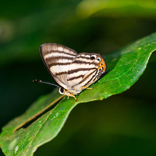 Striped Sombermark, La Isla Escondida, Colombia Edit: species changed, this is the Striped Sombermark based on the striped antennae. 

If you look past its beauty, it shows a very dominant male. Adults sit perched on leafs like this all day long, just to ambush other males. They'll battle them in flight, and then return to their ambush position. Colombia,Colombia 2018,Colombia South,Euselasia hahneli,La Isla Escondida,Putumayo,South America,Striped Sombermark,World