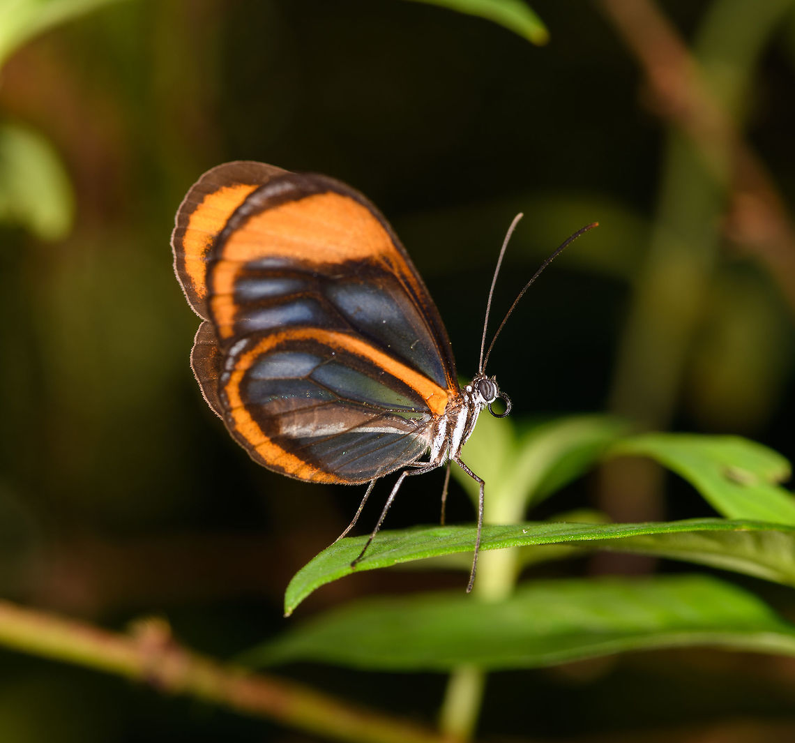 Greta andromica nerina Glasswing, tribe Ithomiini, La Isla Escondida, Colombia  Andromica clearwing,Colombia,Colombia 2018,Colombia South,Greta andromica,La Isla Escondida,Putumayo,South America,World