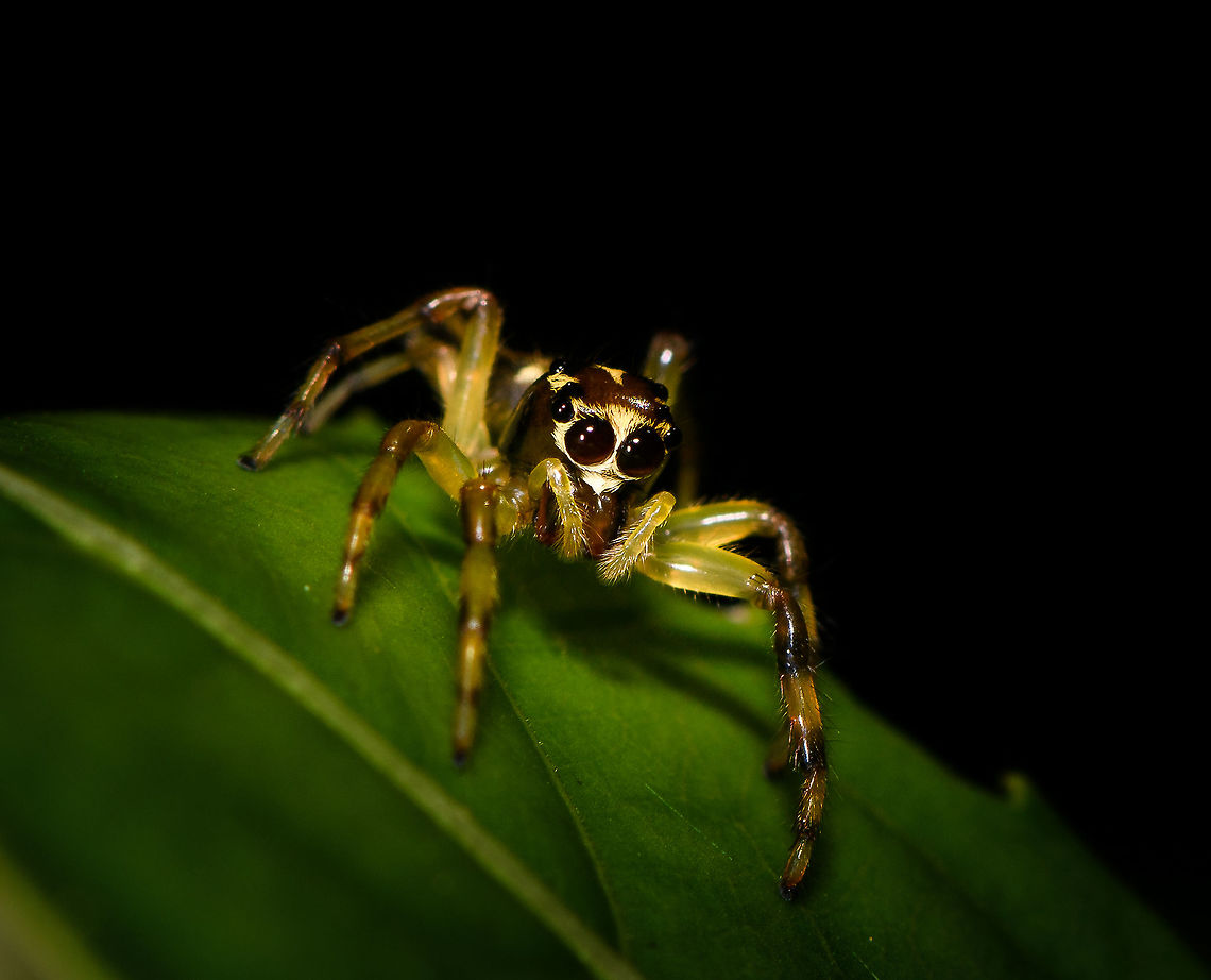 Jumping spider sp1, La Isla Escondida, Colombia A beautiful tiny jumping spider with a relatively narrow head and lengthy abdomen. Legs are yellow translucent with dark bands. No luck yet from a general species search, so will try for external help. In the meanwhile I did find a poster that is too important to not share with you:<br />
<a href="https://mimshouse.com/wp-content/uploads/Nefertiti2625x2625-300.jpg" rel="nofollow">https://mimshouse.com/wp-content/uploads/Nefertiti2625x2625-300.jpg</a><br />
<br />
<figure class="photo"><a href="https://www.jungledragon.com/image/69594/jumping_spider_sp1_-_top_view_la_isla_escondida_colombia.html" title="Jumping spider sp1 - top view, La Isla Escondida, Colombia"><img src="https://s3.amazonaws.com/media.jungledragon.com/images/2/69594_thumb.jpg?AWSAccessKeyId=05GMT0V3GWVNE7GGM1R2&Expires=1759968010&Signature=AAJMgESvFC8IRrtkG3Bcl%2F7eoic%3D" width="102" height="152" alt="Jumping spider sp1 - top view, La Isla Escondida, Colombia A beautiful tiny jumping spider with a relatively narrow head and lengthy abdomen. Legs are yellow translucent with dark bands. No luck yet from a general species search, so will try for external help. In the meanwhile I did find a poster that is too important to not share with you:<br />
https://mimshouse.com/wp-content/uploads/Nefertiti2625x2625-300.jpg<br />
<br />
https://www.jungledragon.com/image/69593/jumping_spider_sp1_la_isla_escondida_colombia.html<br />
https://www.jungledragon.com/image/69595/jumping_spider_sp1_-_size_reference_la_isla_escondida_colombia.html Colombia,Colombia 2018,Colombia South,La Isla Escondida,Putumayo,South America,World" /></a></figure><br />
<figure class="photo"><a href="https://www.jungledragon.com/image/69595/jumping_spider_sp1_-_size_reference_la_isla_escondida_colombia.html" title="Jumping spider sp1 - size reference, La Isla Escondida, Colombia"><img src="https://s3.amazonaws.com/media.jungledragon.com/images/2/69595_thumb.jpg?AWSAccessKeyId=05GMT0V3GWVNE7GGM1R2&Expires=1759968010&Signature=rn6u0jXdGaqAFp6%2BGZpbRy7wNfk%3D" width="200" height="134" alt="Jumping spider sp1 - size reference, La Isla Escondida, Colombia A beautiful tiny jumping spider with a relatively narrow head and lengthy abdomen. Legs are yellow translucent with dark bands. No luck yet from a general species search, so will try for external help. In the meanwhile I did find a poster that is too important to not share with you:<br />
https://mimshouse.com/wp-content/uploads/Nefertiti2625x2625-300.jpg<br />
<br />
https://www.jungledragon.com/image/69593/jumping_spider_sp1_la_isla_escondida_colombia.html<br />
https://www.jungledragon.com/image/69594/jumping_spider_sp1_-_top_view_la_isla_escondida_colombia.html Colombia,Colombia 2018,Colombia South,La Isla Escondida,Putumayo,South America,World" /></a></figure><br />
<br />
And ah, why the hell not:<br />
<br />
<section class="video"><iframe width="448" height="282" src="https://www.youtube-nocookie.com/embed/HYFQQB9vqPw?hd=1&autoplay=0&rel=0" frameborder="0" allowfullscreen></iframe></section> Colombia,Colombia 2018,Colombia South,La Isla Escondida,Putumayo,South America,World