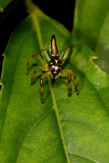 Jumping spider sp1 - top view, La Isla Escondida, Colombia A beautiful tiny jumping spider with a relatively narrow head and lengthy abdomen. Legs are yellow translucent with dark bands. No luck yet from a general species search, so will try for external help. In the meanwhile I did find a poster that is too important to not share with you:
https://mimshouse.com/wp-content/uploads/Nefertiti2625x2625-300.jpg

https://www.jungledragon.com/image/69593/jumping_spider_sp1_la_isla_escondida_colombia.html
https://www.jungledragon.com/image/69595/jumping_spider_sp1_-_size_reference_la_isla_escondida_colombia.html Colombia,Colombia 2018,Colombia South,La Isla Escondida,Putumayo,South America,World