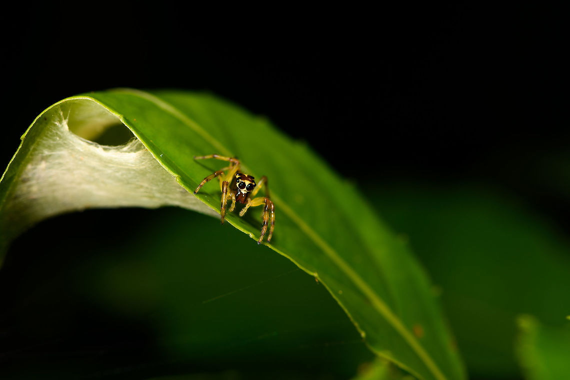 Jumping spider sp1 - size reference, La Isla Escondida, Colombia A beautiful tiny jumping spider with a relatively narrow head and lengthy abdomen. Legs are yellow translucent with dark bands. No luck yet from a general species search, so will try for external help. In the meanwhile I did find a poster that is too important to not share with you:<br />
<a href="https://mimshouse.com/wp-content/uploads/Nefertiti2625x2625-300.jpg" rel="nofollow">https://mimshouse.com/wp-content/uploads/Nefertiti2625x2625-300.jpg</a><br />
<br />
<figure class="photo"><a href="https://www.jungledragon.com/image/69593/jumping_spider_sp1_la_isla_escondida_colombia.html" title="Jumping spider sp1, La Isla Escondida, Colombia"><img src="https://s3.amazonaws.com/media.jungledragon.com/images/2/69593_thumb.jpg?AWSAccessKeyId=05GMT0V3GWVNE7GGM1R2&Expires=1769040010&Signature=9jd7HHwVwX8n5g8ApLzRNQJUVzo%3D" width="200" height="162" alt="Jumping spider sp1, La Isla Escondida, Colombia A beautiful tiny jumping spider with a relatively narrow head and lengthy abdomen. Legs are yellow translucent with dark bands. No luck yet from a general species search, so will try for external help. In the meanwhile I did find a poster that is too important to not share with you:<br />
https://mimshouse.com/wp-content/uploads/Nefertiti2625x2625-300.jpg<br />
<br />
https://www.jungledragon.com/image/69594/jumping_spider_sp1_-_top_view_la_isla_escondida_colombia.html<br />
https://www.jungledragon.com/image/69595/jumping_spider_sp1_-_size_reference_la_isla_escondida_colombia.html<br />
<br />
And ah, why the hell not:<br />
<br />
https://www.youtube.com/watch?v=HYFQQB9vqPw Colombia,Colombia 2018,Colombia South,La Isla Escondida,Putumayo,South America,World" /></a></figure><br />
<figure class="photo"><a href="https://www.jungledragon.com/image/69594/jumping_spider_sp1_-_top_view_la_isla_escondida_colombia.html" title="Jumping spider sp1 - top view, La Isla Escondida, Colombia"><img src="https://s3.amazonaws.com/media.jungledragon.com/images/2/69594_thumb.jpg?AWSAccessKeyId=05GMT0V3GWVNE7GGM1R2&Expires=1769040010&Signature=3tm1IrVSswUSlmbD%2BUpgYNEdTg4%3D" width="102" height="152" alt="Jumping spider sp1 - top view, La Isla Escondida, Colombia A beautiful tiny jumping spider with a relatively narrow head and lengthy abdomen. Legs are yellow translucent with dark bands. No luck yet from a general species search, so will try for external help. In the meanwhile I did find a poster that is too important to not share with you:<br />
https://mimshouse.com/wp-content/uploads/Nefertiti2625x2625-300.jpg<br />
<br />
https://www.jungledragon.com/image/69593/jumping_spider_sp1_la_isla_escondida_colombia.html<br />
https://www.jungledragon.com/image/69595/jumping_spider_sp1_-_size_reference_la_isla_escondida_colombia.html Colombia,Colombia 2018,Colombia South,La Isla Escondida,Putumayo,South America,World" /></a></figure> Colombia,Colombia 2018,Colombia South,La Isla Escondida,Putumayo,South America,World