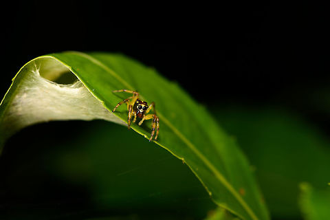 Jumping spider sp1 - size reference, La Isla Escondida, Colombia A beautiful tiny jumping spider with a relatively narrow head and lengthy abdomen. Legs are yellow translucent with dark bands. No luck yet from a general species search, so will try for external help. In the meanwhile I did find a poster that is too important to not share with you:
https://mimshouse.com/wp-content/uploads/Nefertiti2625x2625-300.jpg

https://www.jungledragon.com/image/69593/jumping_spider_sp1_la_isla_escondida_colombia.html
https://www.jungledragon.com/image/69594/jumping_spider_sp1_-_top_view_la_isla_escondida_colombia.html Colombia,Colombia 2018,Colombia South,La Isla Escondida,Putumayo,South America,World