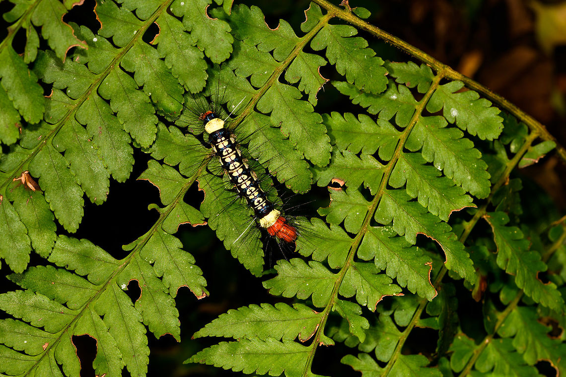 Hairy caterpillar Dysschema sp., La Isla Escondida, Colombia About 5-7cm in length, white with black marks, red ends, black hairs with some white hairs. Colombia,Colombia 2018,Colombia South,La Isla Escondida,Putumayo,South America,World