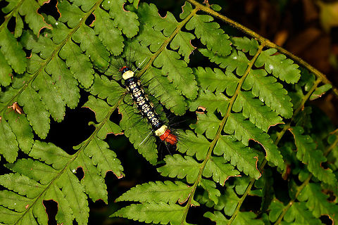 Hairy caterpillar Dysschema sp., La Isla Escondida, Colombia About 5-7cm in length, white with black marks, red ends, black hairs with some white hairs. Colombia,Colombia 2018,Colombia South,La Isla Escondida,Putumayo,South America,World