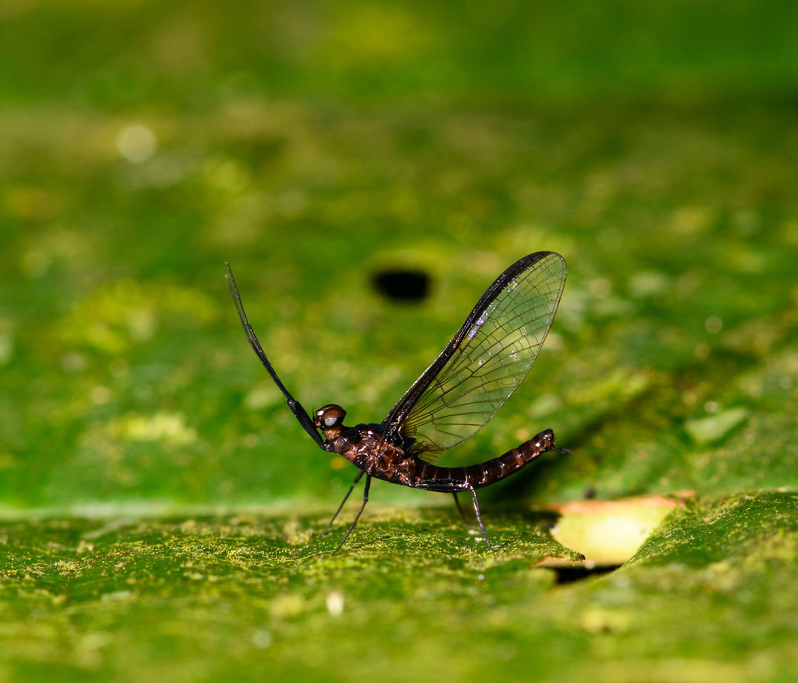 Dark Mayfly,  La Isla Escondida, Colombia A small dark mayfly, at about 2cm body length. The photo is rotated, in reality it was in an almost vertical position. Colombia,Colombia 2018,Colombia South,La Isla Escondida,Putumayo,South America,World