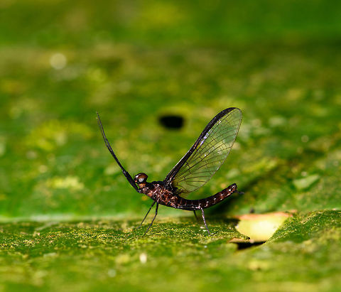 Dark Mayfly,  La Isla Escondida, Colombia A small dark mayfly, at about 2cm body length. The photo is rotated, in reality it was in an almost vertical position. Colombia,Colombia 2018,Colombia South,La Isla Escondida,Putumayo,South America,World