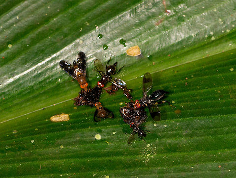 Flesh fly jungle cleaning service, La Isla Escondida, Colombia This group of flesh flies seemed to be having an awesome pizza party, feeding on likely the remains of some other insect. Interestingly, each fly looks quite different from the other. I'm not sure if this means different species or just different life stages or sexes.

Another example of a feeding frenzy found a bit later:
https://www.jungledragon.com/image/69605/black_ant_jungle_cleaning_service_la_isla_escondida_colombia.html Colombia,Colombia 2018,Colombia South,La Isla Escondida,Putumayo,South America,World