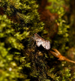 Planthopper, Bebaiotes sp., La Isla Escondida, Colombia Sorry for the poor angle. Genus based on this similar observation:
https://www.flickr.com/photos/andreaskay/32359456704/in/album-72157629662903473/

The genus has only 8 species, but I can't find a lot of useful reference images. Colombia,Colombia 2018,Colombia South,La Isla Escondida,Putumayo,South America,World