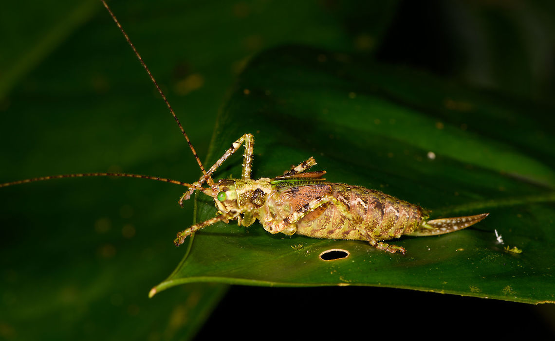 Large Katydid sp3, La Isla Escondida, Colombia Likely sub family Conocephalinae. Size without antennae is about 6-8cm. Overall appearance is light yellow with complex darker patterns across. Eyes are remarkably bright green. Wings are small or underdeveloped. Colombia,Colombia 2018,Colombia South,La Isla Escondida,Putumayo,South America,World