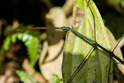 Large green Stick insect, La Isla Escondida, Colombia A second observation of this large green stick insect found earlier:
https://www.jungledragon.com/image/69535/lengthy_green_stick_insect_la_isla_escondida_colombia.html Colombia,Colombia 2018,Colombia South,La Isla Escondida,Putumayo,South America,World