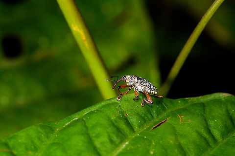 Snout Weevil sp1, La Isla Escondida, Colombia Likely cholus sp. A similar observation of a different individual 2 minutes later:
https://www.jungledragon.com/image/69604/snout_weevil_sp2_la_isla_escondida_colombia.html Cholus buckleyi,Colombia,Colombia 2018,Colombia South,La Isla Escondida,Putumayo,South America,World