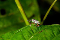 Snout Weevil sp1, La Isla Escondida, Colombia Likely cholus sp. A similar observation of a different individual 2 minutes later:<br />
https://www.jungledragon.com/image/69604/snout_weevil_sp2_la_isla_escondida_colombia.html Cholus buckleyi,Colombia,Colombia 2018,Colombia South,La Isla Escondida,Putumayo,South America,World