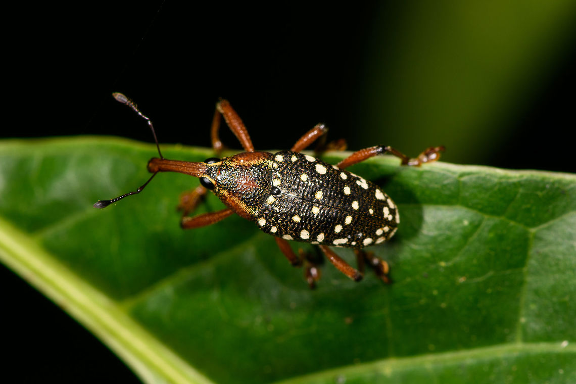 Snout Weevil sp2 - top view, La Isla Escondida, Colombia Likely cholus sp. side view:<br />
<figure class="photo"><a href="https://www.jungledragon.com/image/69604/snout_weevil_sp2_la_isla_escondida_colombia.html" title="Snout Weevil sp2, La Isla Escondida, Colombia"><img src="https://s3.amazonaws.com/media.jungledragon.com/images/2/69604_thumb.jpg?AWSAccessKeyId=05GMT0V3GWVNE7GGM1R2&Expires=1770854410&Signature=CDYUnimTpfl3eiI8Z1YPrO8NQMo%3D" width="200" height="134" alt="Snout Weevil sp2, La Isla Escondida, Colombia Likely cholus sp. Top view:<br />
https://www.jungledragon.com/image/69603/snout_weevil_sp2_-_top_view_la_isla_escondida_colombia.html<br />
<br />
Only 2 minutes apart is another observation, of another individual. It looks similar but not exactly the same. I'm not sure if its the same species:<br />
<br />
https://www.jungledragon.com/image/69602/snout_weevil_sp1_la_isla_escondida_colombia.html Cholus buckleyi,Colombia,Colombia 2018,Colombia South,La Isla Escondida,Putumayo,South America,World" /></a></figure><br />
<br />
Only 2 minutes apart is another observation, of another individual. It looks similar but not exactly the same. I'm not sure if its the same species:<br />
<br />
<figure class="photo"><a href="https://www.jungledragon.com/image/69602/snout_weevil_sp1_la_isla_escondida_colombia.html" title="Snout Weevil sp1, La Isla Escondida, Colombia"><img src="https://s3.amazonaws.com/media.jungledragon.com/images/2/69602_thumb.jpg?AWSAccessKeyId=05GMT0V3GWVNE7GGM1R2&Expires=1770854410&Signature=wLb9wfWNLPMsSVeBDtjkdvntb%2Bc%3D" width="200" height="134" alt="Snout Weevil sp1, La Isla Escondida, Colombia Likely cholus sp. A similar observation of a different individual 2 minutes later:<br />
https://www.jungledragon.com/image/69604/snout_weevil_sp2_la_isla_escondida_colombia.html Cholus buckleyi,Colombia,Colombia 2018,Colombia South,La Isla Escondida,Putumayo,South America,World" /></a></figure> Cholus buckleyi,Colombia,Colombia 2018,Colombia South,La Isla Escondida,Putumayo,South America,World