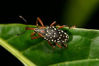 Snout Weevil sp2 - top view, La Isla Escondida, Colombia Likely cholus sp. side view:<br />
https://www.jungledragon.com/image/69604/snout_weevil_sp2_la_isla_escondida_colombia.html<br />
<br />
Only 2 minutes apart is another observation, of another individual. It looks similar but not exactly the same. I'm not sure if its the same species:<br />
<br />
https://www.jungledragon.com/image/69602/snout_weevil_sp1_la_isla_escondida_colombia.html Cholus buckleyi,Colombia,Colombia 2018,Colombia South,La Isla Escondida,Putumayo,South America,World