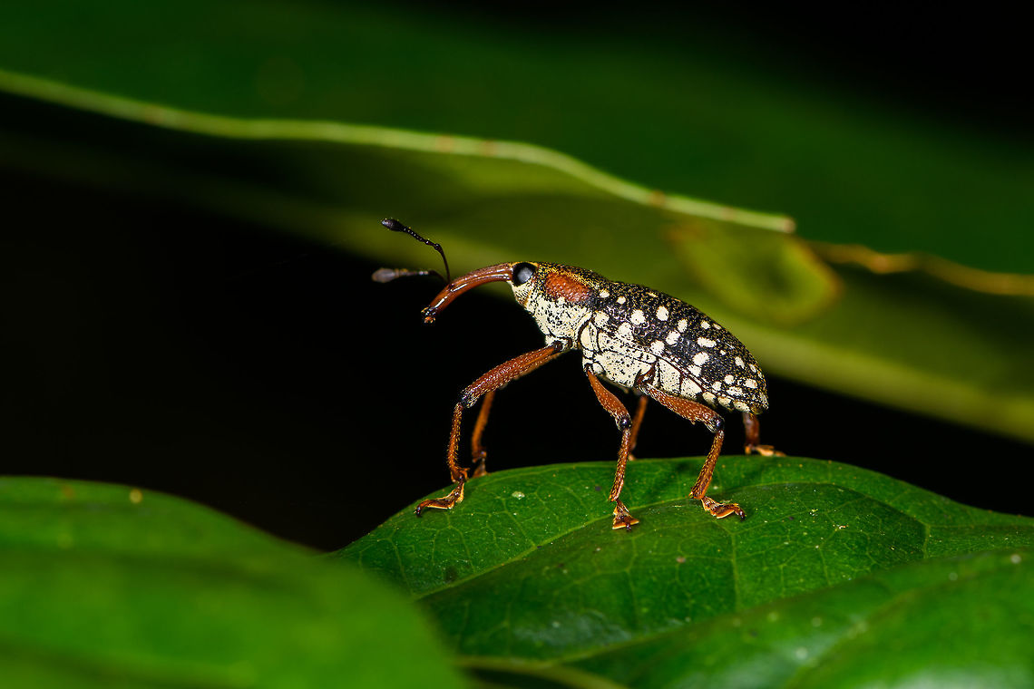 Snout Weevil sp2, La Isla Escondida, Colombia Likely cholus sp. Top view:<br />
<figure class="photo"><a href="https://www.jungledragon.com/image/69603/snout_weevil_sp2_-_top_view_la_isla_escondida_colombia.html" title="Snout Weevil sp2 - top view, La Isla Escondida, Colombia"><img src="https://s3.amazonaws.com/media.jungledragon.com/images/2/69603_thumb.jpg?AWSAccessKeyId=05GMT0V3GWVNE7GGM1R2&Expires=1770854410&Signature=mg8Qi%2FfWeRNOm0CGe3qorgmwmeQ%3D" width="200" height="134" alt="Snout Weevil sp2 - top view, La Isla Escondida, Colombia Likely cholus sp. side view:<br />
https://www.jungledragon.com/image/69604/snout_weevil_sp2_la_isla_escondida_colombia.html<br />
<br />
Only 2 minutes apart is another observation, of another individual. It looks similar but not exactly the same. I'm not sure if its the same species:<br />
<br />
https://www.jungledragon.com/image/69602/snout_weevil_sp1_la_isla_escondida_colombia.html Cholus buckleyi,Colombia,Colombia 2018,Colombia South,La Isla Escondida,Putumayo,South America,World" /></a></figure><br />
<br />
Only 2 minutes apart is another observation, of another individual. It looks similar but not exactly the same. I'm not sure if its the same species:<br />
<br />
<figure class="photo"><a href="https://www.jungledragon.com/image/69602/snout_weevil_sp1_la_isla_escondida_colombia.html" title="Snout Weevil sp1, La Isla Escondida, Colombia"><img src="https://s3.amazonaws.com/media.jungledragon.com/images/2/69602_thumb.jpg?AWSAccessKeyId=05GMT0V3GWVNE7GGM1R2&Expires=1770854410&Signature=wLb9wfWNLPMsSVeBDtjkdvntb%2Bc%3D" width="200" height="134" alt="Snout Weevil sp1, La Isla Escondida, Colombia Likely cholus sp. A similar observation of a different individual 2 minutes later:<br />
https://www.jungledragon.com/image/69604/snout_weevil_sp2_la_isla_escondida_colombia.html Cholus buckleyi,Colombia,Colombia 2018,Colombia South,La Isla Escondida,Putumayo,South America,World" /></a></figure> Cholus buckleyi,Colombia,Colombia 2018,Colombia South,La Isla Escondida,Putumayo,South America,World