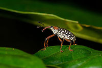 Snout Weevil sp2, La Isla Escondida, Colombia Likely cholus sp. Top view:<br />
https://www.jungledragon.com/image/69603/snout_weevil_sp2_-_top_view_la_isla_escondida_colombia.html<br />
<br />
Only 2 minutes apart is another observation, of another individual. It looks similar but not exactly the same. I'm not sure if its the same species:<br />
<br />
https://www.jungledragon.com/image/69602/snout_weevil_sp1_la_isla_escondida_colombia.html Cholus buckleyi,Colombia,Colombia 2018,Colombia South,La Isla Escondida,Putumayo,South America,World