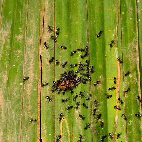 Black ant jungle cleaning service, La Isla Escondida, Colombia A troop of small stumpy black ants feeding. Another example of a feeding frenzy found a bit earlier:
https://www.jungledragon.com/image/69598/flesh_fly_jungle_cleaning_service_la_isla_escondida_colombia.html Colombia,Colombia 2018,Colombia South,La Isla Escondida,Putumayo,South America,World