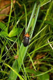 Coelomera cayennensis, La Isla Escondida, Colombia Tentative ID based on distribution and these references:
https://www.flickr.com/photos/andreaskay/34166005384/in/album-72157672483717566/
https://farm1.staticflickr.com/791/39019107100_6639d6e359_b.jpg
 Coelomera cayennensis,Colombia,Colombia 2018,Colombia South,La Isla Escondida,Putumayo,South America,World