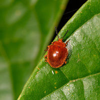 Handsome fungus beetle, La Isla Escondida, Colombia Stenotarsus sp. The genus has about 40 species, but I'm not confident in picking a species from it. This one is orange-red all over, bit hairy, size is hard to estimate but I'd say 6-8mm. Side view:<br />
https://www.jungledragon.com/image/69609/handsome_fungus_beetle_-_side_view_la_isla_escondida_colombia.html Colombia,Colombia 2018,Colombia South,La Isla Escondida,Putumayo,South America,World
