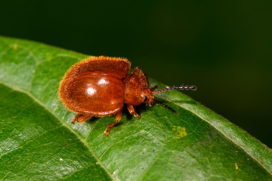 Handsome fungus beetle - side view, La Isla Escondida, Colombia Stenotarsus sp. The genus has about 40 species, but I'm not confident in picking a species from it. This one is orange-red all over, bit hairy, size is hard to estimate but I'd say 6-8mm. Top view:<br />
<figure class="photo"><a href="https://www.jungledragon.com/image/69608/handsome_fungus_beetle_la_isla_escondida_colombia.html" title="Handsome fungus beetle, La Isla Escondida, Colombia"><img src="https://s3.amazonaws.com/media.jungledragon.com/images/2/69608_thumb.jpg?AWSAccessKeyId=05GMT0V3GWVNE7GGM1R2&Expires=1765411210&Signature=X%2B0vaLKot%2FfQUMOuymf3tpS7wRQ%3D" width="200" height="200" alt="Handsome fungus beetle, La Isla Escondida, Colombia Stenotarsus sp. The genus has about 40 species, but I'm not confident in picking a species from it. This one is orange-red all over, bit hairy, size is hard to estimate but I'd say 6-8mm. Side view:<br />
https://www.jungledragon.com/image/69609/handsome_fungus_beetle_-_side_view_la_isla_escondida_colombia.html Colombia,Colombia 2018,Colombia South,La Isla Escondida,Putumayo,South America,World" /></a></figure> Colombia,Colombia 2018,Colombia South,La Isla Escondida,Putumayo,South America,World