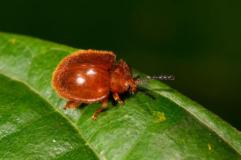 Handsome fungus beetle - side view, La Isla Escondida, Colombia Stenotarsus sp. The genus has about 40 species, but I'm not confident in picking a species from it. This one is orange-red all over, bit hairy, size is hard to estimate but I'd say 6-8mm. Top view:
https://www.jungledragon.com/image/69608/handsome_fungus_beetle_la_isla_escondida_colombia.html Colombia,Colombia 2018,Colombia South,La Isla Escondida,Putumayo,South America,World