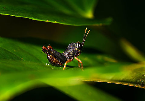Starry grasshopper nymph, La Isla Escondida, Colombia A young grasshopper emerges. What it lacks in size, it makes up in courage. What it wants to become when it grows up....no ID yet. Colombia,Colombia 2018,Colombia South,La Isla Escondida,Putumayo,South America,World